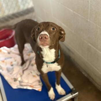 Rescue Pit Bull Terrier and Mixed Breed Dogs for Adoption in Stephenville, Texas - Red | PetCurious