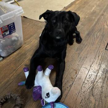 Black Labrador Retriever and Mixed Breed Dogs Available for Adoption in Kansas City, Missouri - Selena 2260 | PetCurious