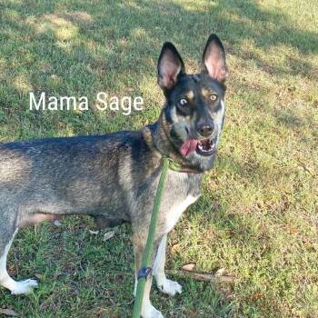 German Shepherd Dog and Mixed Breed Dogs Available for Adoption in Lewisville, Texas - Jade (black Collar) | PetCurious