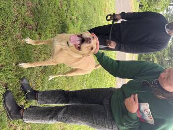 Major -  Pit Bull Terrier and Boxer Dog for Adoption in Philadelphia, Pennsylvania - Major | PetCurious