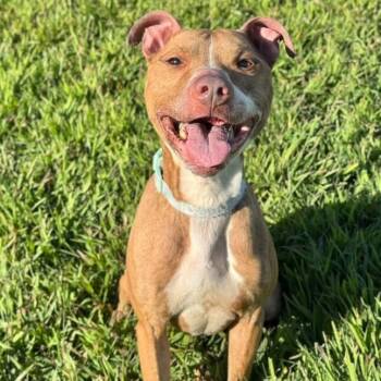 Rescue Terrier and Mixed Breed Dogs for Adoption in Silver Spring, Maryland - Oliver | PetCurious