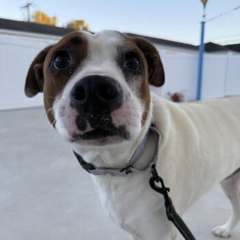 Rescue Mixed Breed Dogs for Adoption in Harrisonburg, Virginia - Butternut | PetCurious