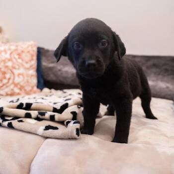 Coal -  Rottweiler and Black Labrador Retriever Dog for Adoption in Portland, Oregon - Coal | PetCurious
