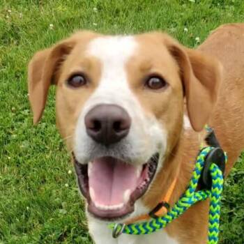 Pippin (20260910-01) -  American Foxhound Dog for Adoption in Niagara Falls, Ontario - Pippin (20260910-01) | PetCurious