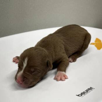 Caroline -  Terrier Dog for Adoption in Tampa, Florida - Caroline | PetCurious