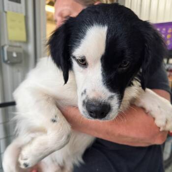 Rescue Australian Shepherd Dogs for Adoption in Blairsville, Georgia - Pugsley | PetCurious