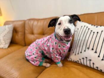 Liv Livie Love bug -  American Staffordshire Terrier and Corgi Dog for Adoption in Friendswood, Texas - Liv Livie Love Bug | PetCurious