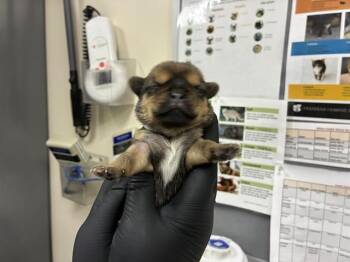 German Shepherd Dog and Mixed Breed Dogs Available for Adoption - A527360 | PetCurious