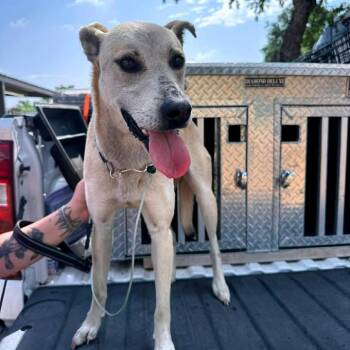Black Mouth Cur and Mixed Breed Dogs Available for Adoption in Buchanan Dam, Texas - Tinker | PetCurious