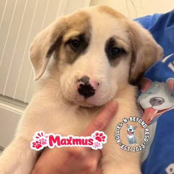 Mixed Breed Dogs Available for Adoption in Omaha, Nebraska - The M Litter: Maximus | PetCurious