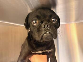 WELLS -  Pug Dog for Adoption in Tustin, California - WELLS | PetCurious
