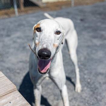 Benny -  Greyhound Dog for Adoption in Augusta, Maine - Benny | PetCurious