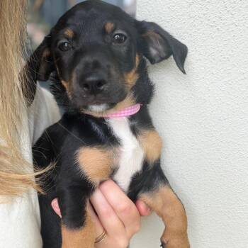 Dachshund Dogs Available for Adoption in Baton Rouge, Louisiana - Raspberry | PetCurious