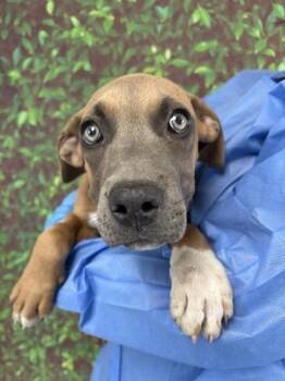 Rescue American Staffordshire Terrier and Mixed Breed Dogs for Adoption in San Antonio, Texas - Minnie | PetCurious