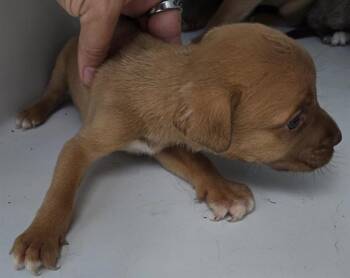 Pit Bull Terrier and Mixed Breed Dogs Available for Adoption in Houston, Texas - A655360 | PetCurious