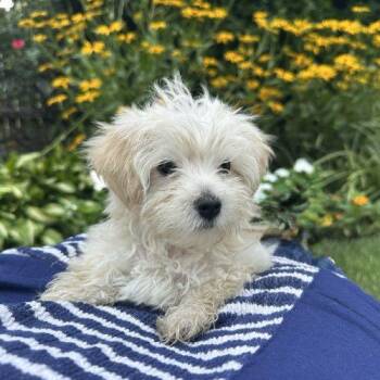 Trix -  Mixed Breed Dog for Adoption in Toms River, New Jersey - Trix | PetCurious