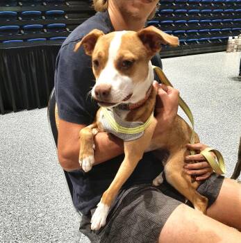 Rescue Chihuahua and American Staffordshire Terrier Dogs for Adoption - Leah | PetCurious