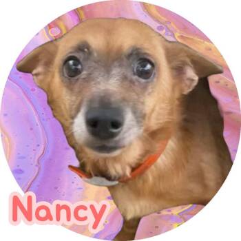 Rescue Terrier Dogs for Adoption in Chuckey, Tennessee - Nancy - NJ | PetCurious