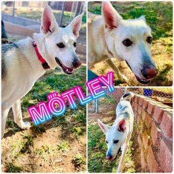 Rescue German Shepherd Dog and Husky Dogs for Adoption in St. George, Utah - Motley | PetCurious
