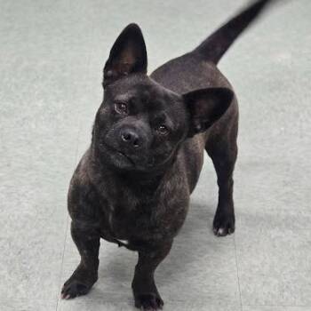 Noodle -  Boston Terrier Dog Available for Adoption in Bethel, Connecticut - Noodle | PetCurious