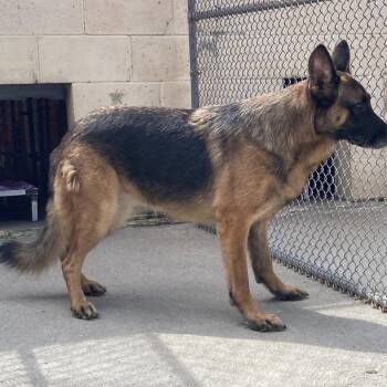 Jade -  German Shepherd Dog Dog for Adoption in Columbia, Missouri - Jade | PetCurious