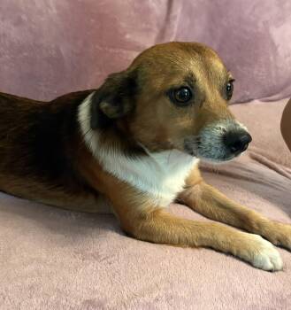 Wesley -  Beagle Dog for Adoption in Chalfont, Pennsylvania - Wesley | PetCurious