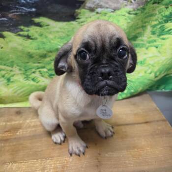 Preston -  Pug Dog for Adoption in Normal, Illinois - Preston | PetCurious