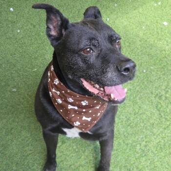 Labrador Retriever Dogs Available for Adoption - Rey | PetCurious