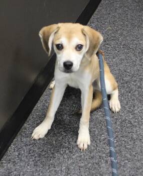 Beagle and Husky Dogs Available for Adoption in Heath, Ohio - Rick (11838) | PetCurious