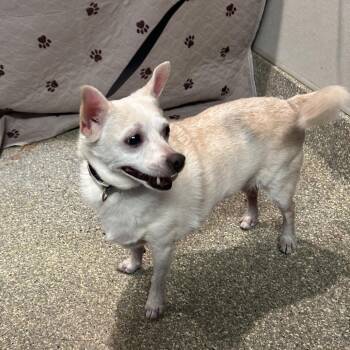 IVHS-Stray-140729 -  Chihuahua Dog for Adoption in San Gabriel, California - IVHS-Stray-140729 | PetCurious