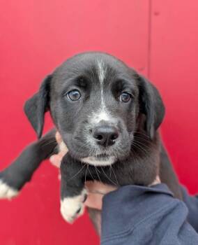 Moby -  Affenpinscher and Retriever Dog for Adoption in Defiance, Ohio - Moby | PetCurious