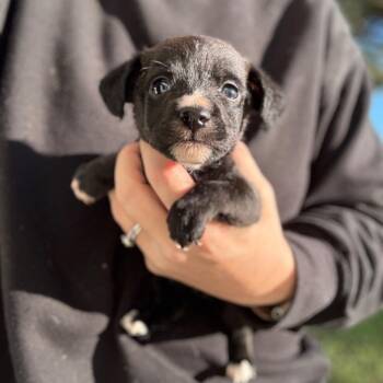 Terrier Dogs Available for Adoption - Theodore | PetCurious