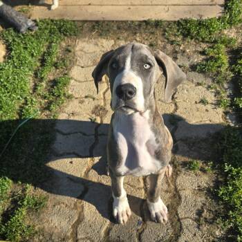 Great Dane Dogs Available for Adoption in Zaleski, Ohio - Jewel | PetCurious
