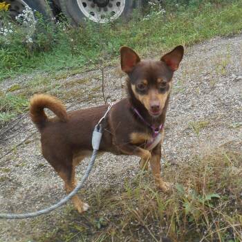 Paisley -  Chihuahua Dog for Adoption in Kalamazoo, Michigan - Paisley | PetCurious