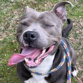 Wallet -  Terrier Dog for Adoption in Chattanooga, Tennessee - Wallet | PetCurious
