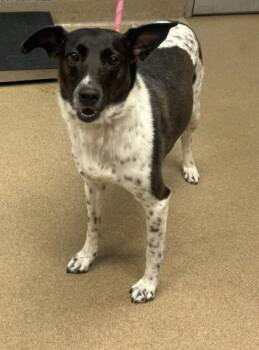 Clarabelle -  Mixed Breed Dog for Adoption in Chamblee, Georgia - Clarabelle | PetCurious