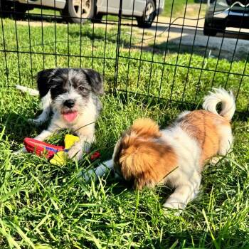 Camille -  Terrier and Mixed Breed Dog for Adoption in Alma, Wisconsin - Camille | PetCurious