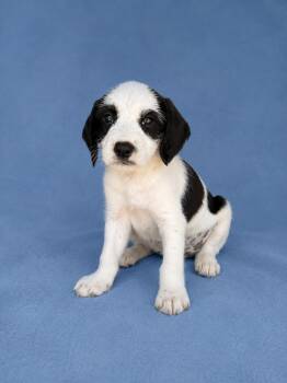Terrier and Wirehaired Terrier Dogs Available for Adoption in Baton Rouge, Louisiana - Nolan | PetCurious