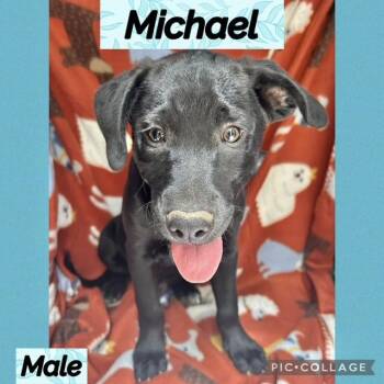 Labrador Retriever Dogs Available for Adoption in Manchester, Connecticut - Michael | PetCurious