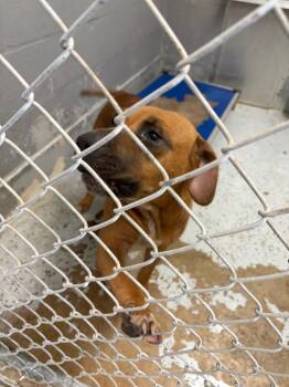 Rescue Pit Bull Terrier Dogs for Adoption in Boca Raton, Florida - Darla | PetCurious