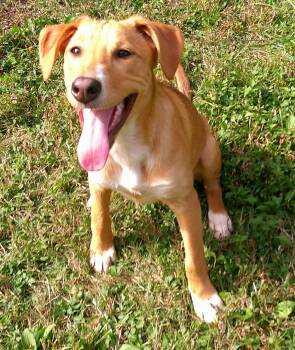 Rescue Labrador Retriever and Siberian Husky Dogs for Adoption in Watertown, Connecticut - Danielle Steel | PetCurious