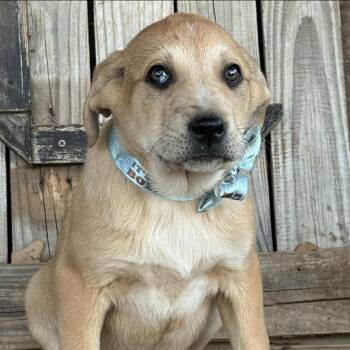Great Pyrenees and Australian Cattle Dog Blue Heeler Dogs Available for Adoption in Otisfield, Maine - Waylon | PetCurious