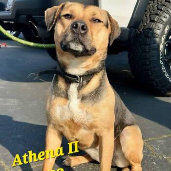 Shepherd and Pit Bull Terrier Dogs Available for Adoption - Athena II | PetCurious