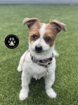 Bichon Frise Dogs Available for Adoption in Delson, Quebec - Tux | PetCurious