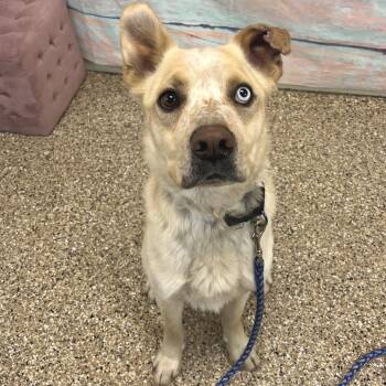 Mixed Breed Dogs Available for Adoption in Cheyenne, Wyoming - Hunter | PetCurious
