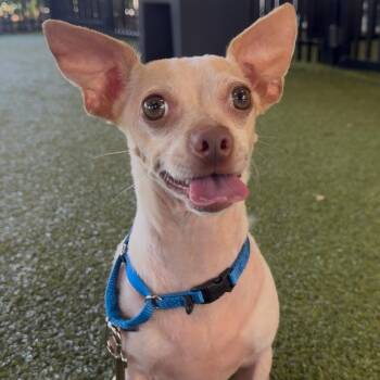 Harley -  Chihuahua Dog for Adoption in West Palm Beach, Florida - Harley | PetCurious