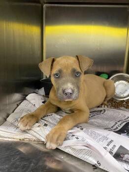 Mixed Breed Dogs Available for Adoption in Jackson, Tennessee - Waffle | PetCurious