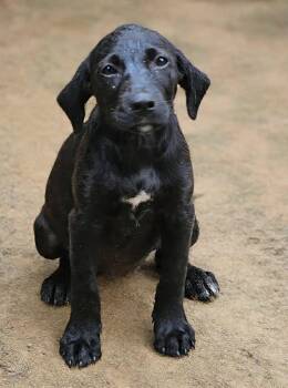 Blackberry -  Black Labrador Retriever Dog for Adoption in Bethpage, New York - Blackberry | PetCurious