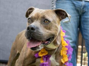 Pit Bull Terrier and Mixed Breed Dogs Available for Adoption - CHROME | PetCurious