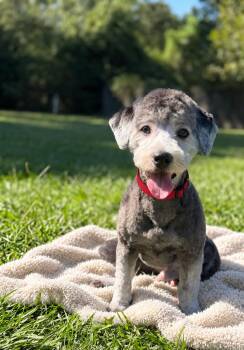charlie -  Schnoodle Dog for Adoption in Tomball, Texas - Charlie | PetCurious
